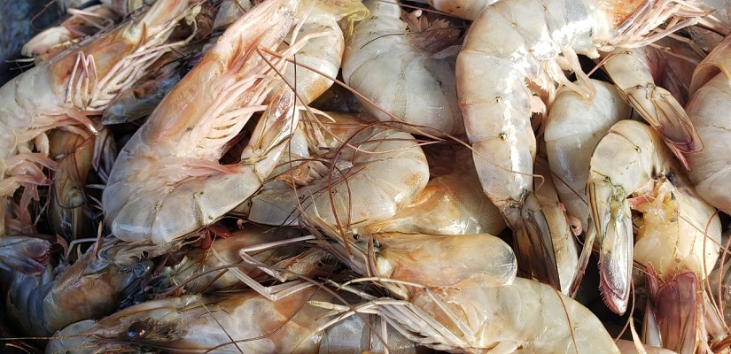 PESCA
